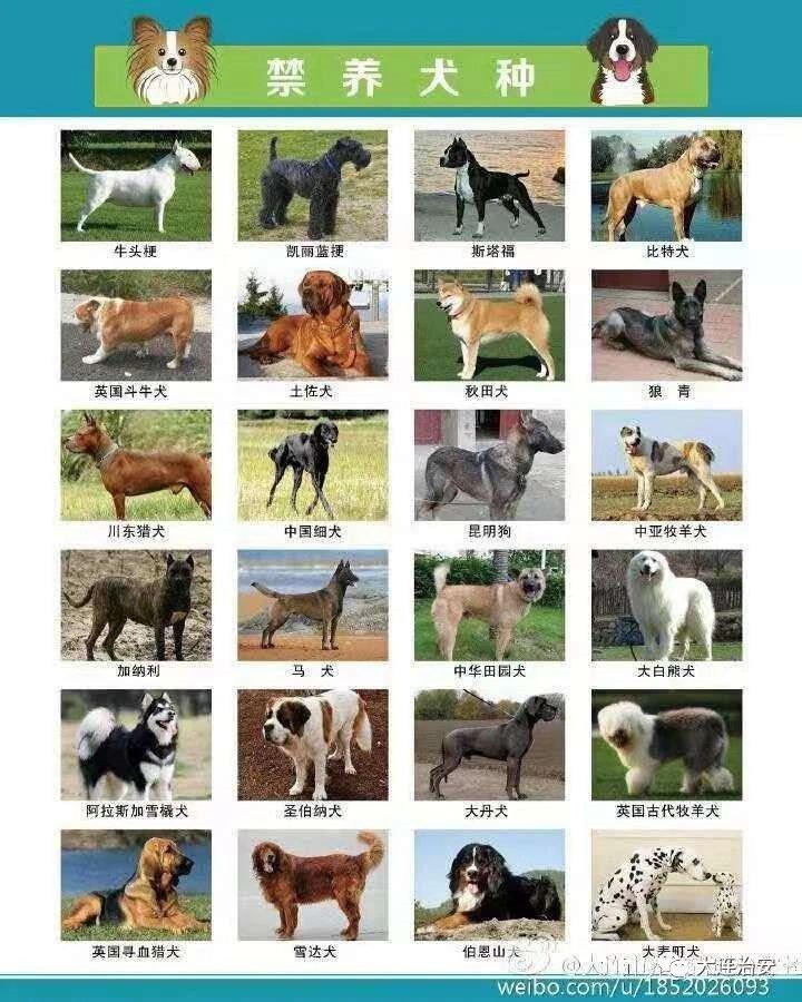 大连禁养犬种2023