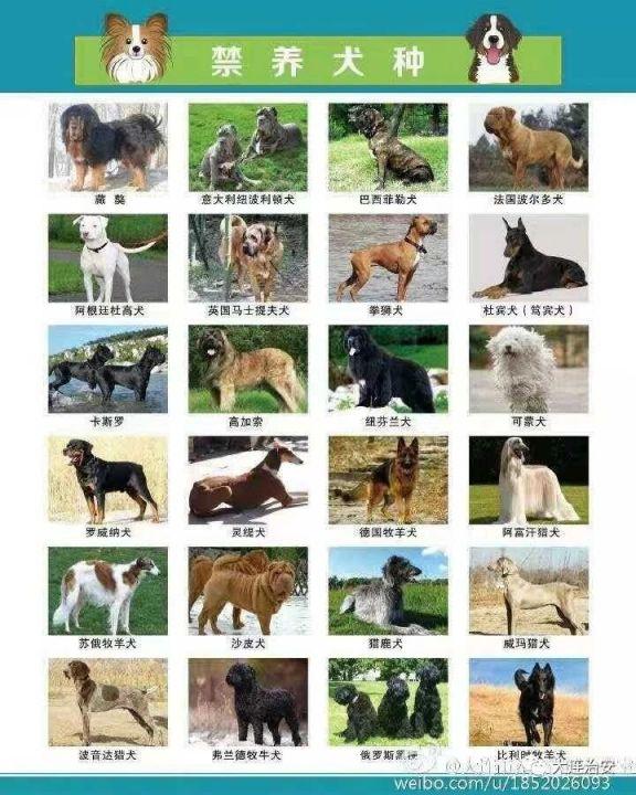 大连禁养犬种2023