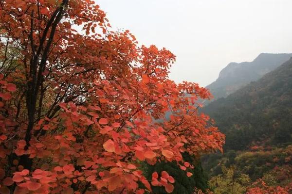 石家莊哪里可以看紅葉