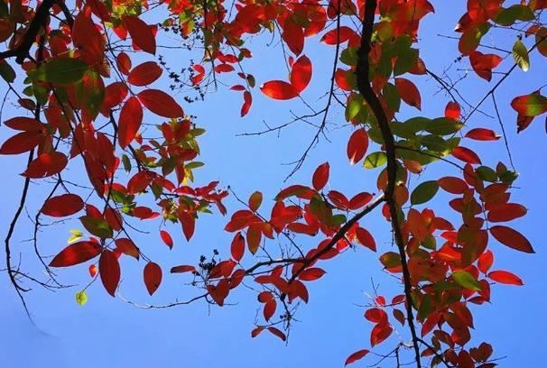 石家莊哪里可以看紅葉