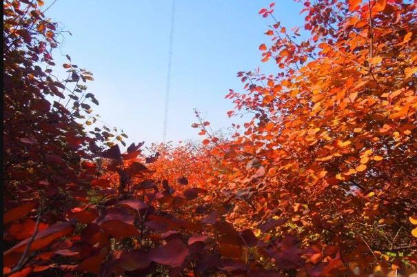 石家莊哪里可以看紅葉