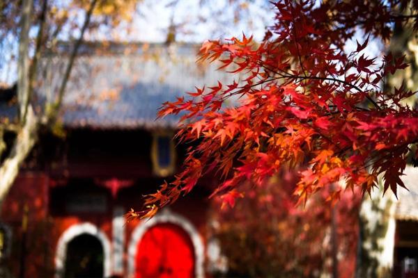 南京哪里看枫叶最美 赏枫叶最佳地点