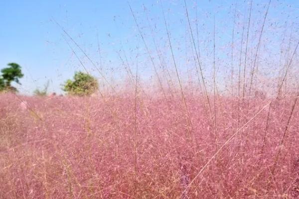 烟台哪里有粉黛花海景点