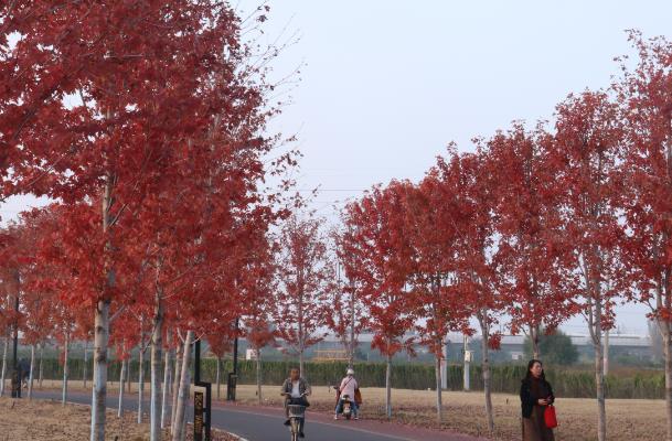 北京看红叶的森林公园有哪些地方