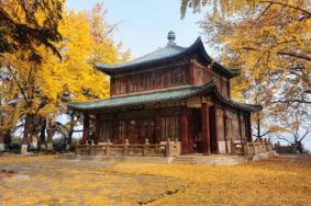 南京秋天哪里看银杏 12个最美的地方