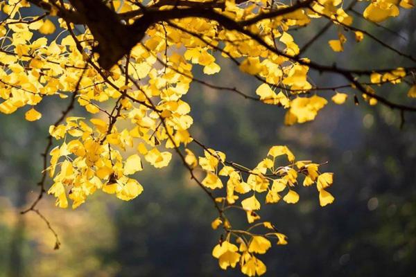 秋天九江有什么好玩的地方 15个最佳赏秋地推荐