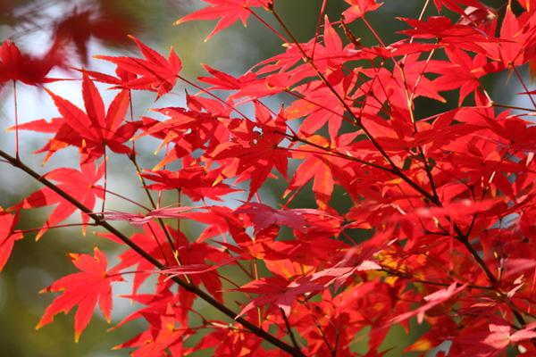 秋天九江有什么好玩的地方 15个最佳赏秋地推荐