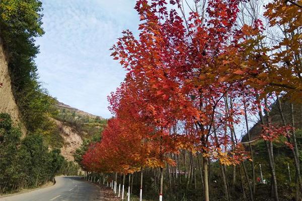 南京紅楓大道在什么地方