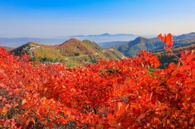 最佳观赏北京香山红叶是几月