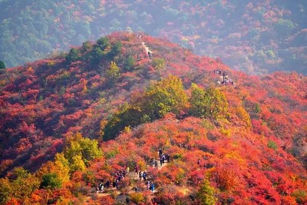 最佳觀賞北京香山紅葉的地方