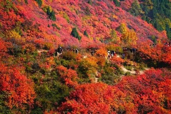 最佳觀賞北京香山紅葉的地方