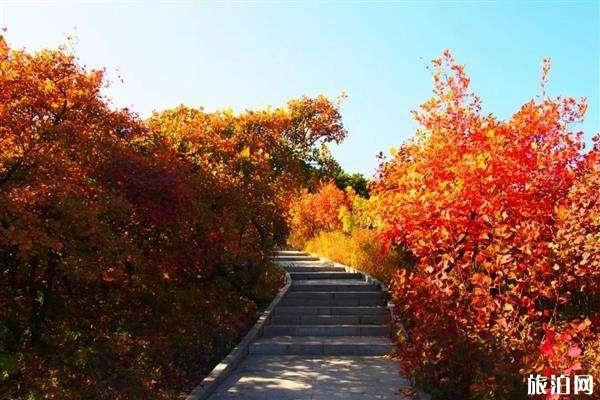 西山国家森林公园红叶最佳观赏地点 2023西山国家森林公园红叶红了吗