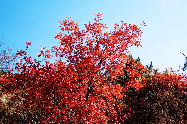 古崖居有紅葉嗎現(xiàn)在 2023北京古崖居紅葉最佳觀賞時間