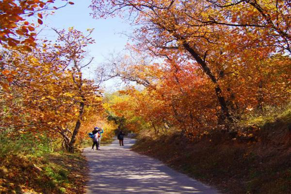 2023百望山森林公園紅葉紅了嗎?