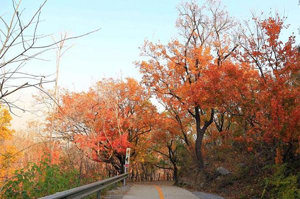 2023百望山森林公園紅葉紅了嗎?