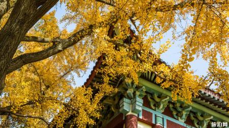 南京栖霞寺枫叶什么时候红 南京去哪里赏枫叶