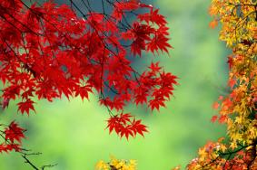 秋天福州看枫叶哪里最多 赏枫叶最佳去处