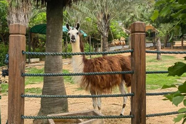 2024中非世野野生動物園營業(yè)時間