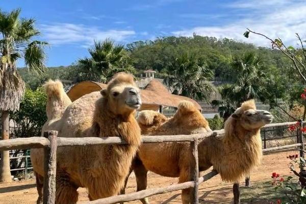 2024中非世野野生動物園營業(yè)時間