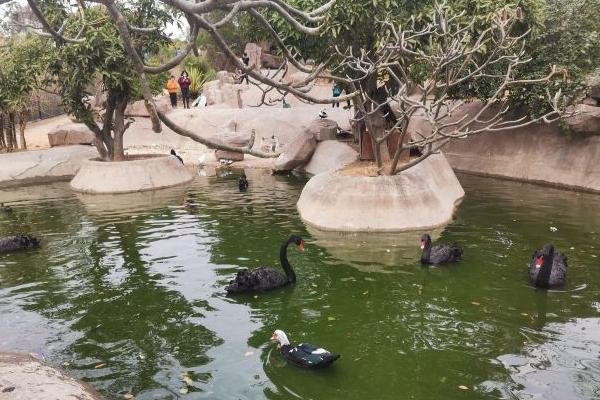 2024中非世野野生動物園營業(yè)時間