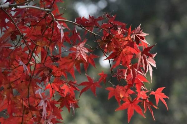 寧夏看紅葉的地方有哪些 看紅葉最佳時間