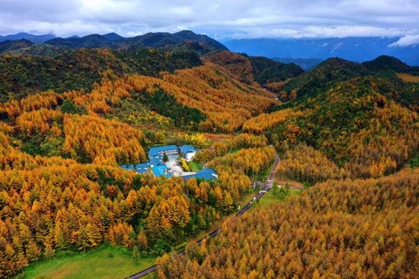 四川最美的彩林在哪里 彩林红叶最佳观赏地