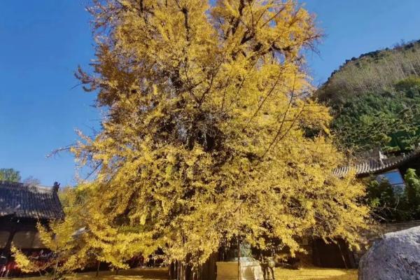 西安的千年银杏树有哪些地方
