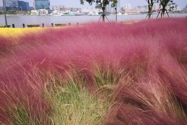 天津哪里有粉黛花海景点