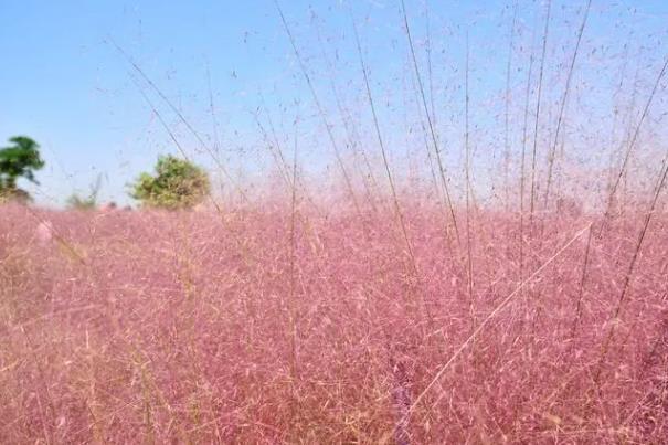 天津哪里有粉黛花海景点