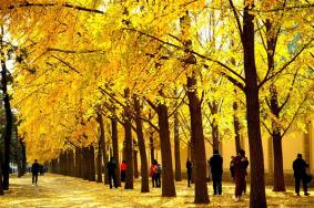 北京哪里的银杏树最美2023