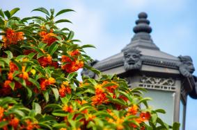 青岛哪里有桂花 看桂花的地方