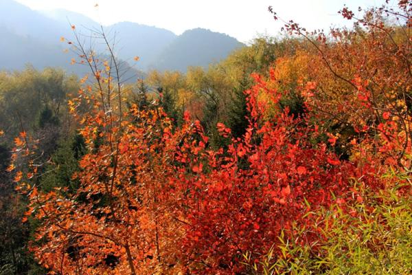 山东看红叶的地方有哪些 山东最美秋景推荐