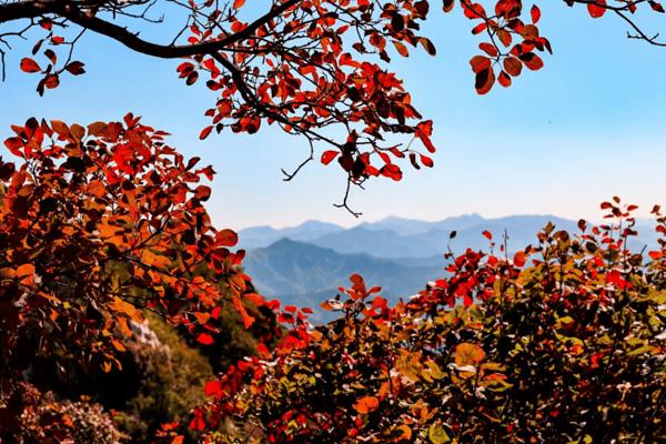 山东看红叶的地方有哪些 山东最美秋景推荐