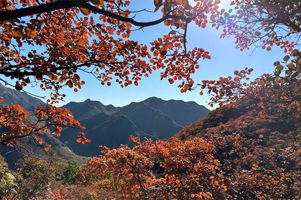 2023北京藥王谷紅葉紅了嗎