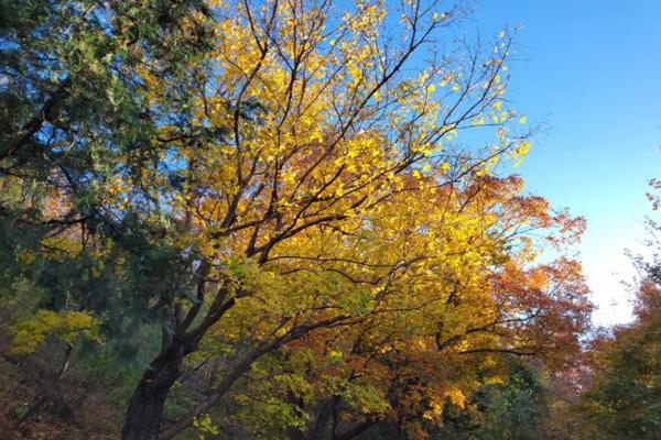 北京秋天适合去哪玩 北京赏秋最佳地点