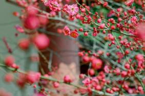 武汉梅花开放时间