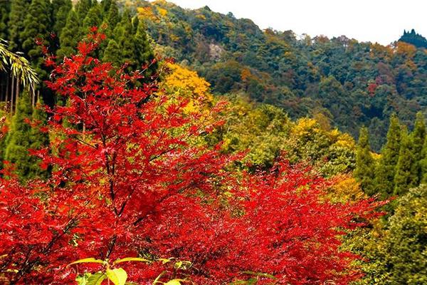 崇州鸡冠山白叶最好时候2023 崇州鸡冠山白叶甚么时候最皆雅