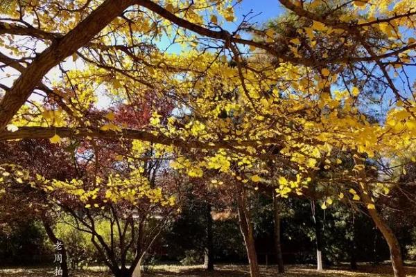 北京看彩葉的地方有哪些 彩葉公園推薦