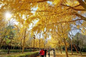 北京看秋叶去哪里 20个赏秋叶最好的地方