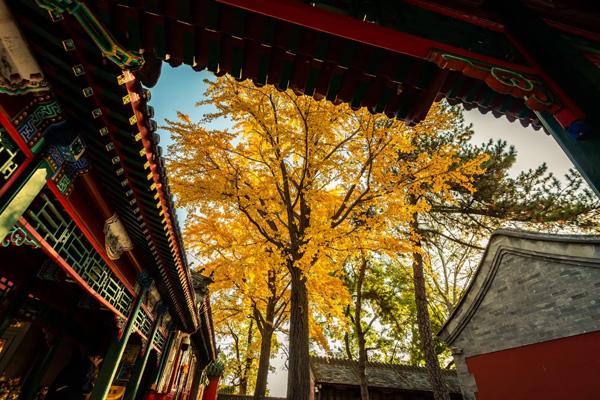 北京看秋叶去哪里 20个赏秋叶最好的地方