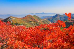郑州周边看红叶去哪里最好 最美的地方推荐
