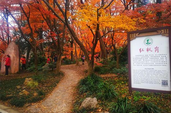 南京中山植物园南园和北园哪个好玩