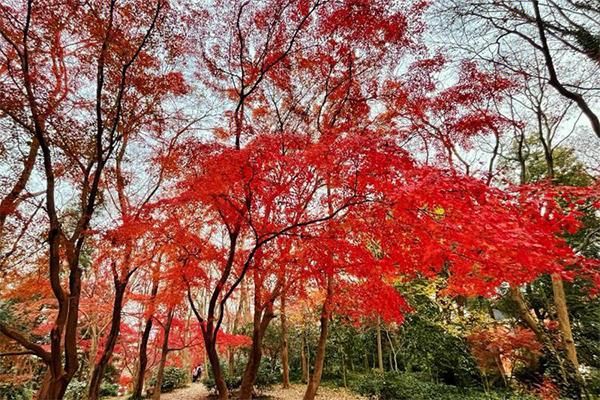 南京中山植物园红枫岗在北园还是南园