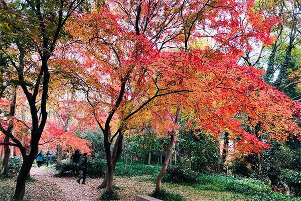 南京中山植物园红枫岗在北园还是南园