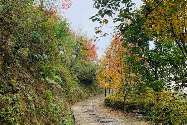 巴南彩色森林公園地址在哪里 在什么地方