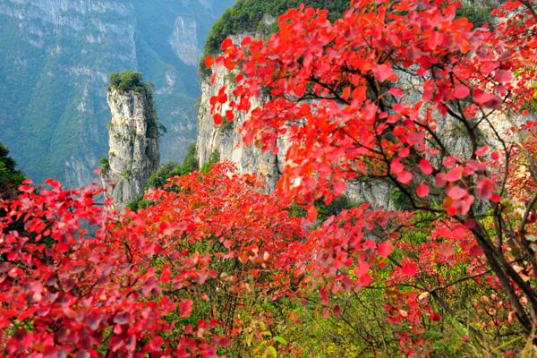 重庆红叶去哪里最好看 红叶最佳观赏地点