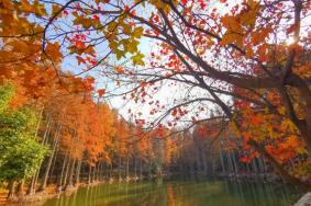 雞公山紅葉最佳觀賞路線推薦