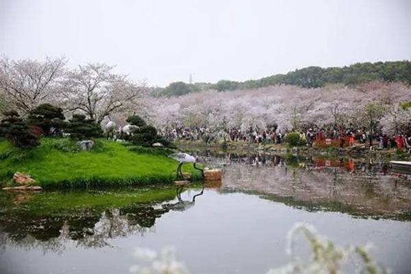 武汉赏樱花好往背保举