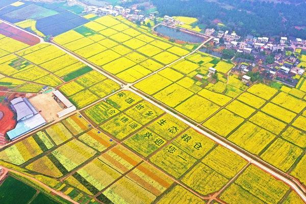 2023凯江大回湾的油菜花什么时候开 附最佳观赏时间