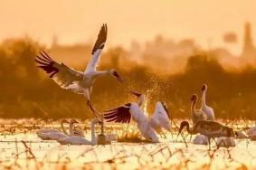 2023年第三届鄱阳湖国际观鸟季活动详情
